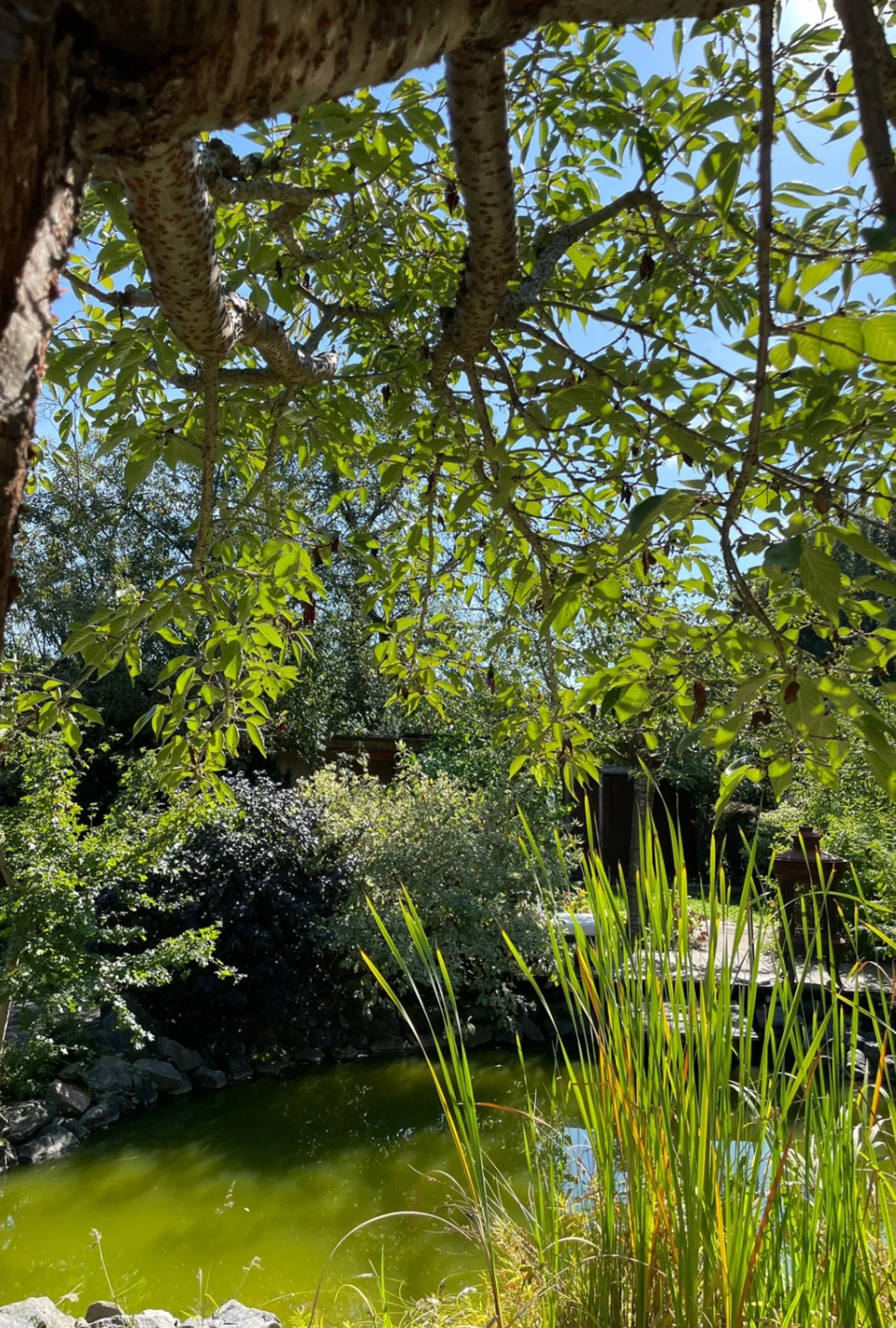 Hochzeitslocation in Neckargemnd | Minoru Bonsai Hochzeitsgarten