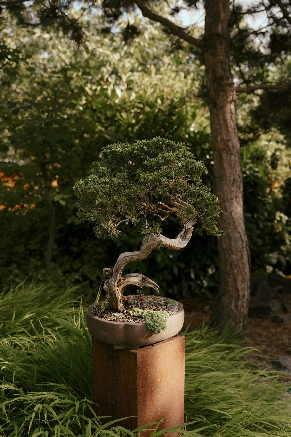 Bonsai auf einer rostroten Säule zwischen Gräsern