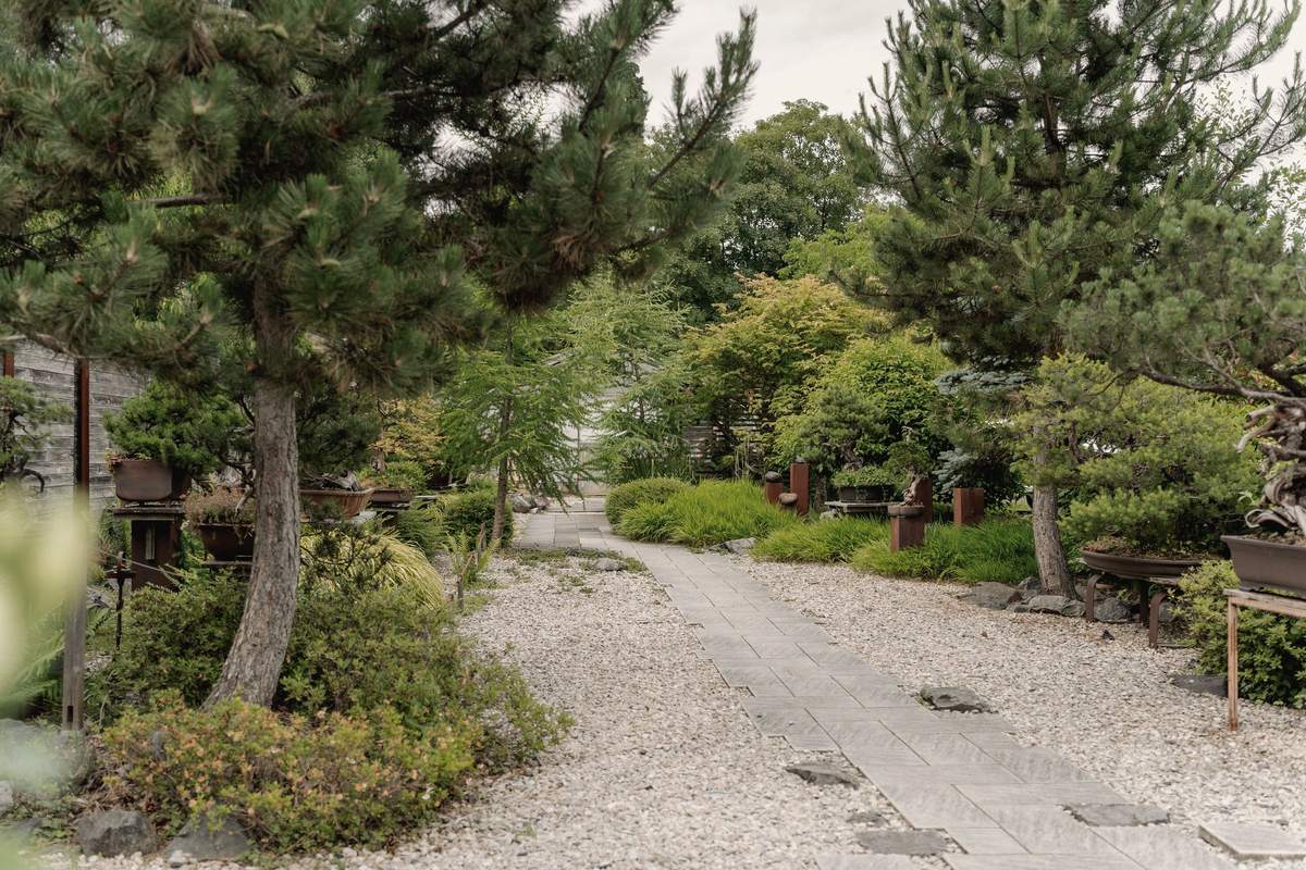 Weg aus Platten und Kies durch den Garten mit Kiefern