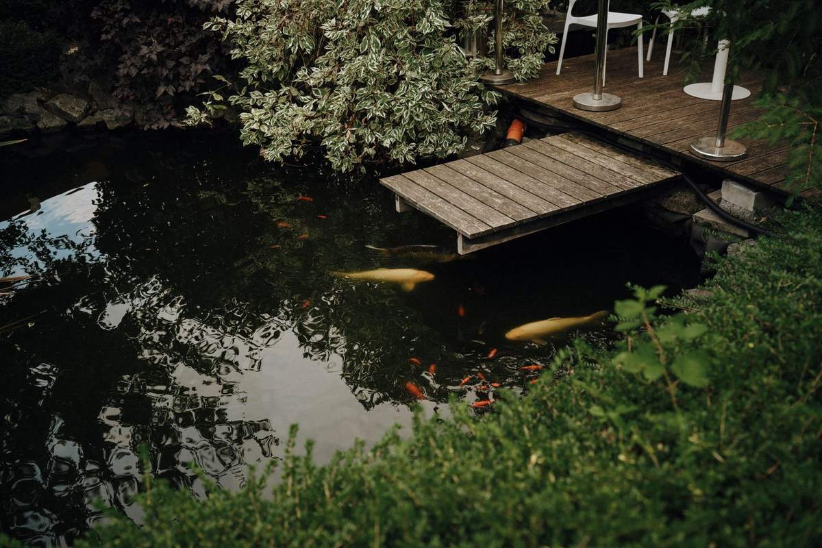 Teich mit Koi und einem Holzsteg im Garten, am Ufer Sträucher