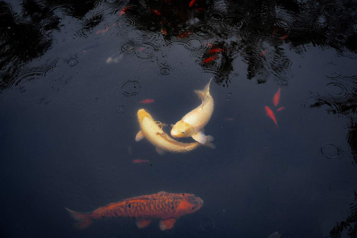 Drei Koi im dunklen Wasser des Teichs, von oben gesehen