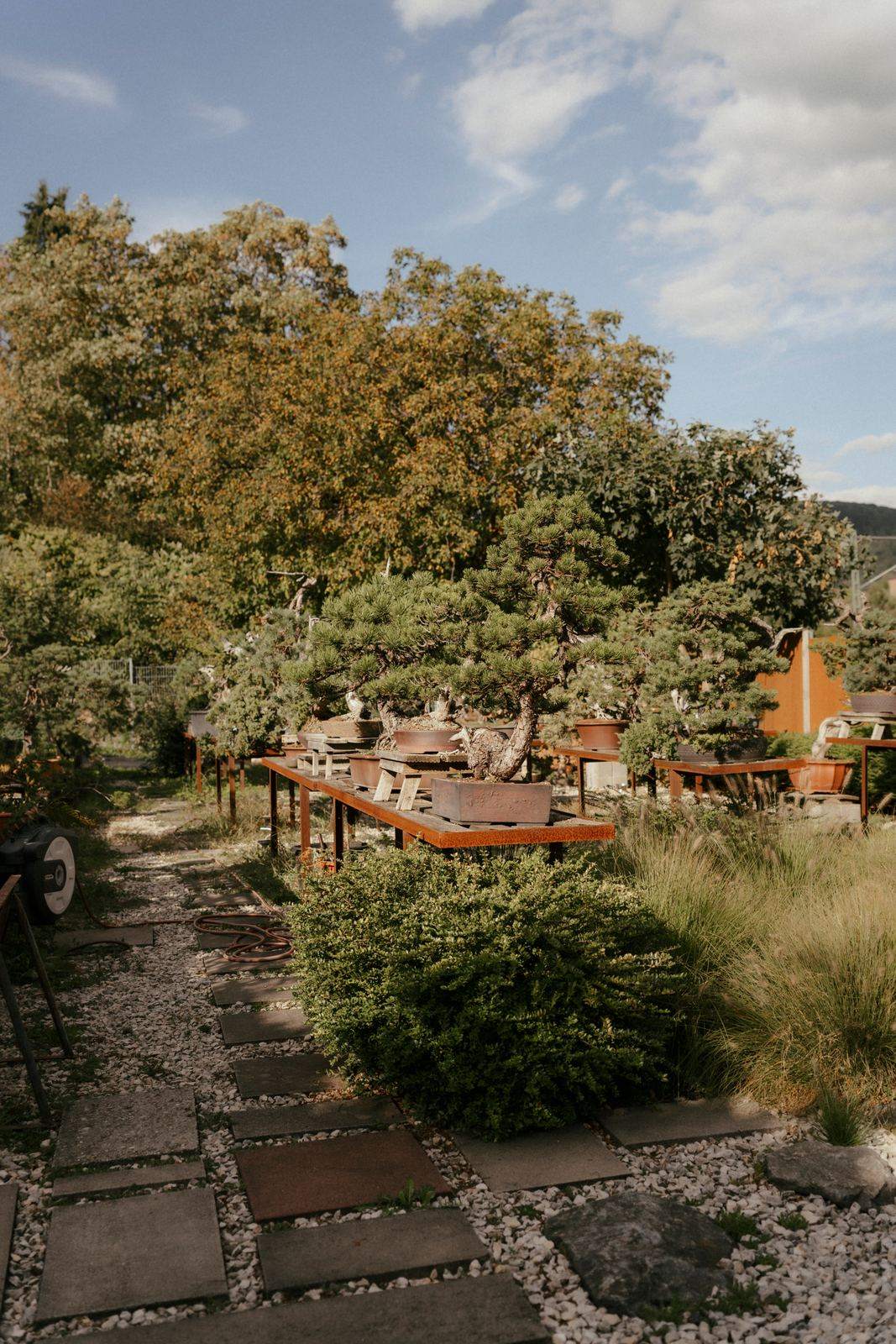 Weg aus Trittsteinen zu langen Holzbänken mit Bonsai im Garten
